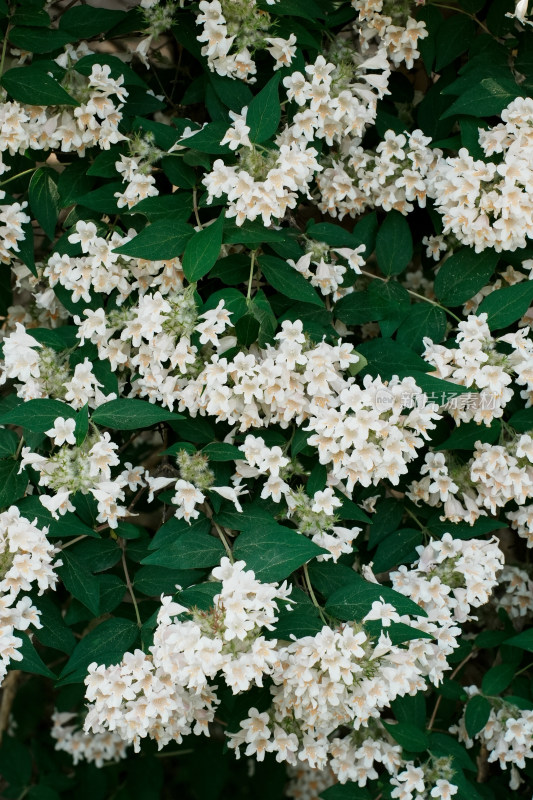 北京国家植物园猬实花