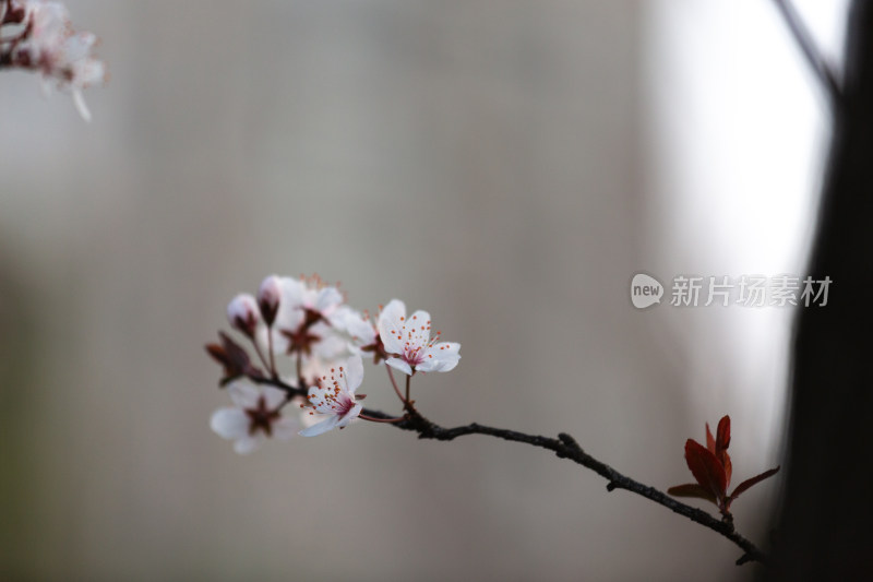 杭州钱塘江畔绽放的粉色李花特写