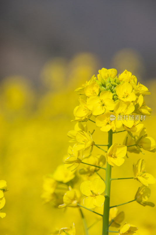 油菜花开放特写镜头