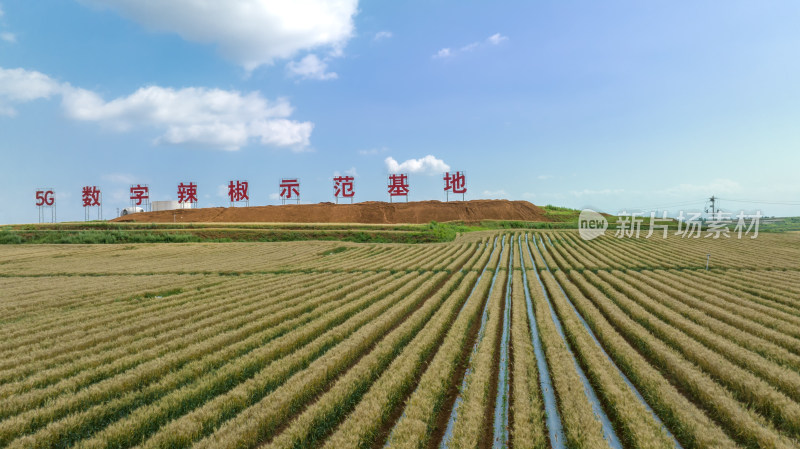 自然风景麦田农业辣椒种植基地