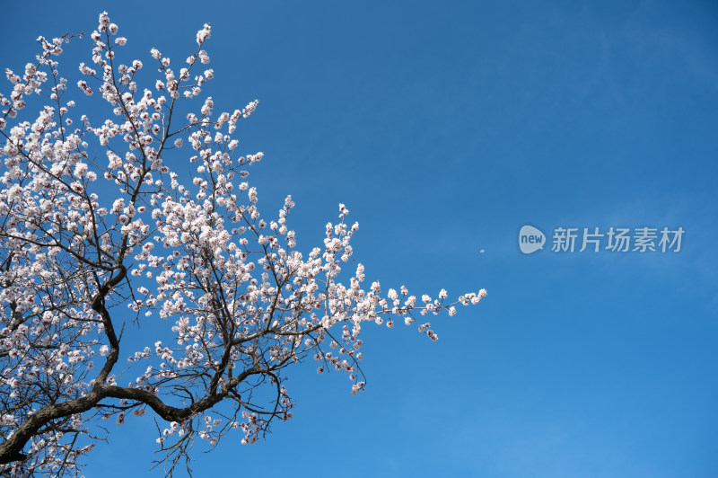 春天乡村盛开的杏花和天空蓝色留白背景