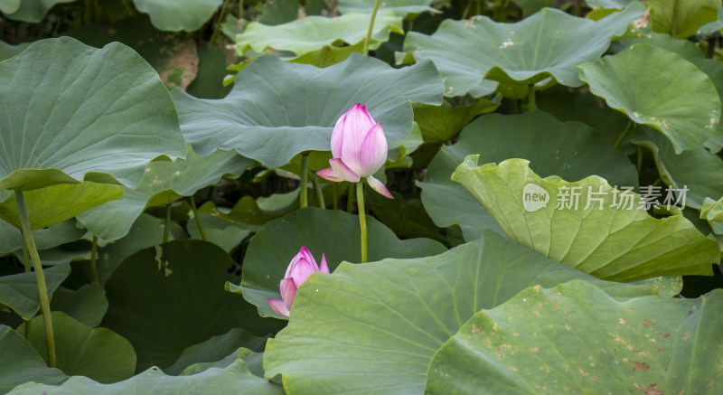 夏日炎炎池塘里盛开荷花随风送来香气