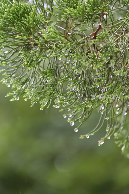 雨中的树