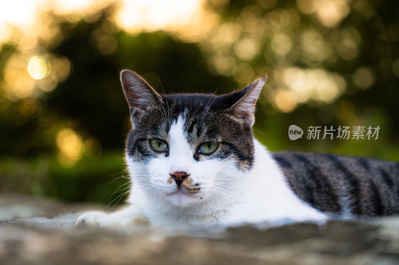 傍晚趴在石头上的狸花猫（唯美光斑）