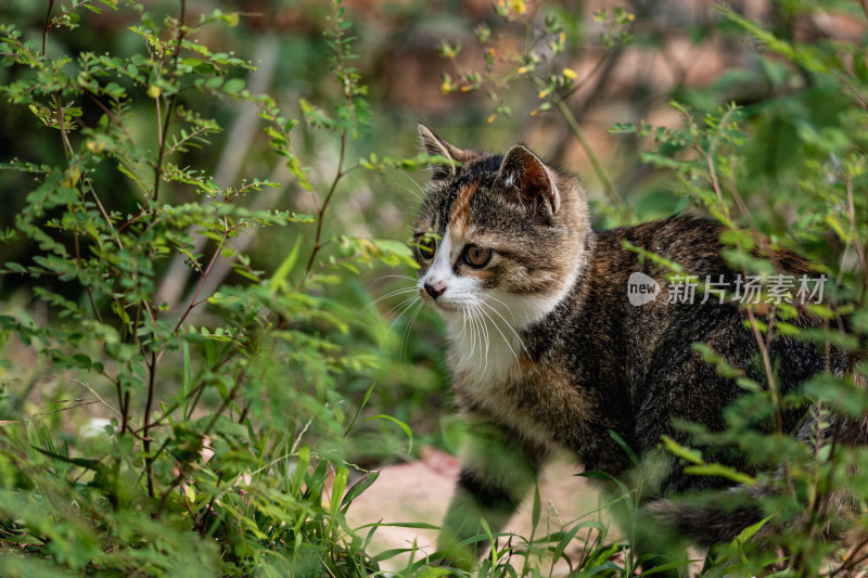 小猫咪、狸花猫、宠物猫