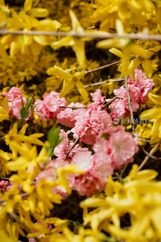 北京四得公园桃花树桃花