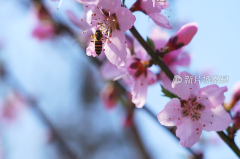 蜜蜂在桃花上采集蜂蜜