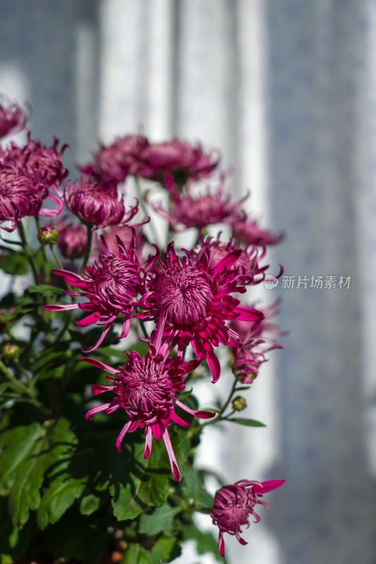 室内盆栽静物菊花，花朵秋天紫色宁静背景