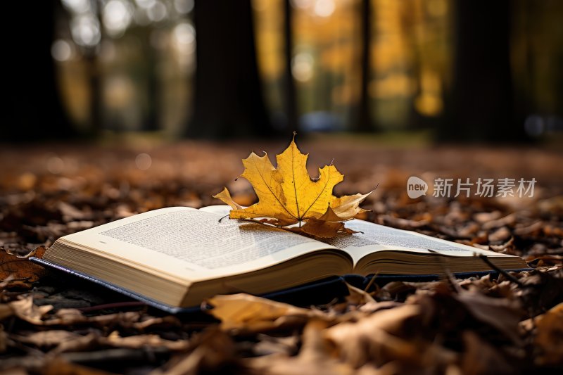 灵感图片，秋天树林下摆放的书