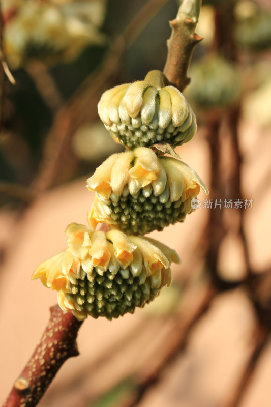 结香花花蕾实拍素材