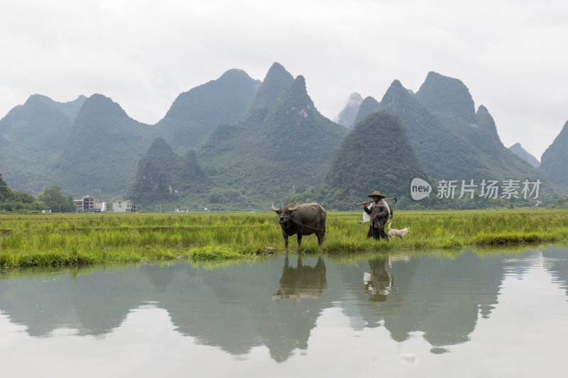 广西桂林状元桥老人牵牛放牧意境风光