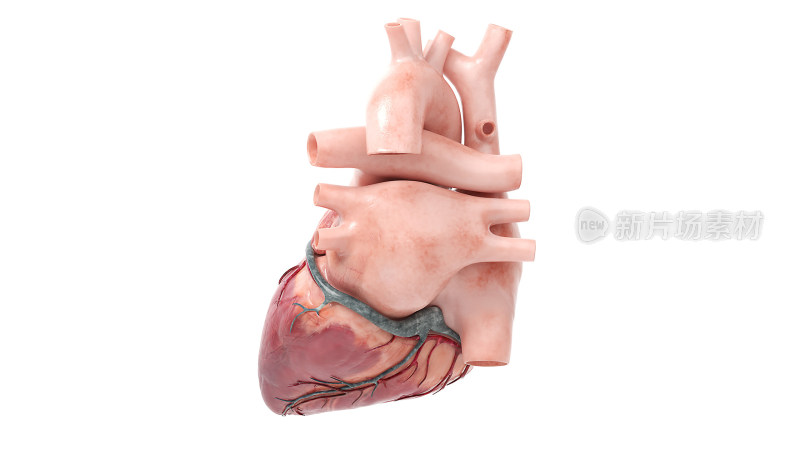 人体解剖心脏医学解剖生物人体科学