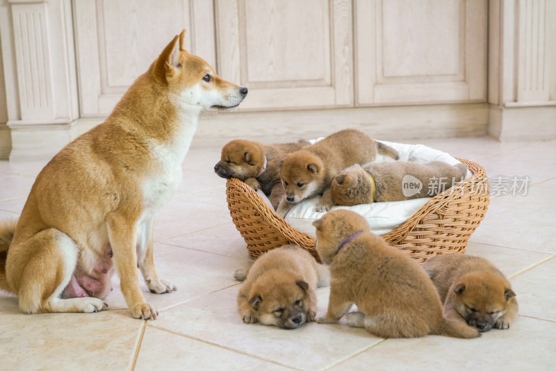 狗妈妈陪伴在孩子们身边