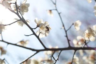 梅花 春梅绽放