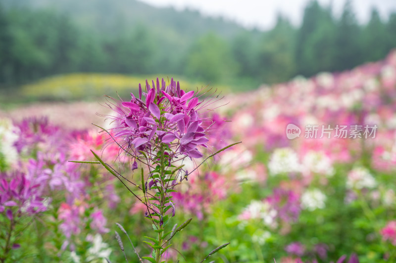 贵州醉碟花花海