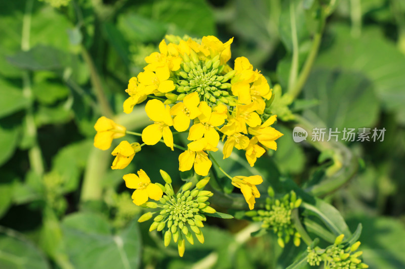 春天金黄的油菜花特写