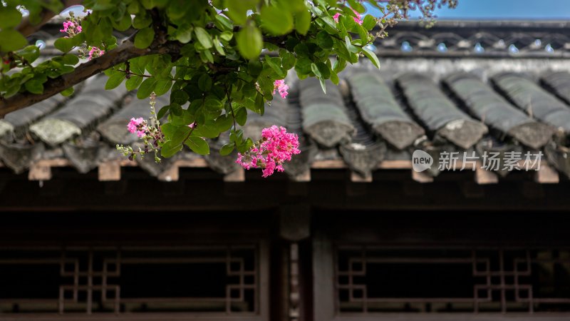 淮安市吴承恩故居内部的紫薇花