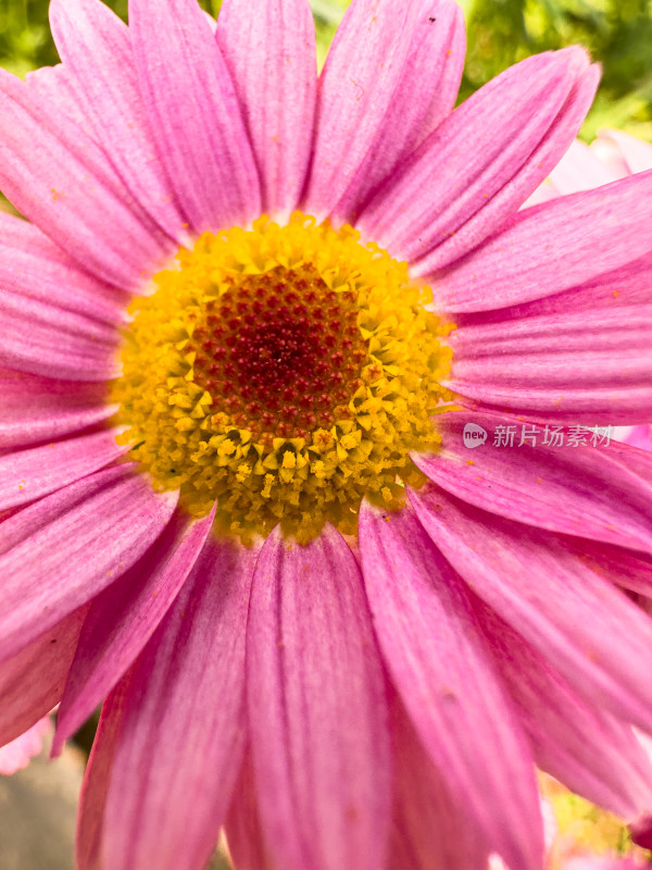 田野上粉红色开花植物的特写镜头