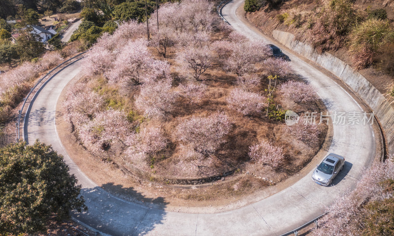 梅花盛开时的盘山公路航拍景象