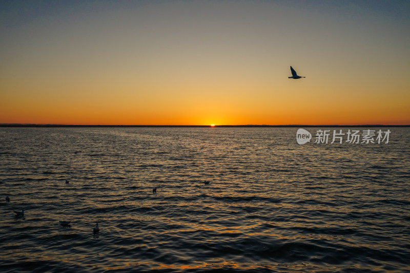 内蒙古额济纳，居延海的日出与海鸥