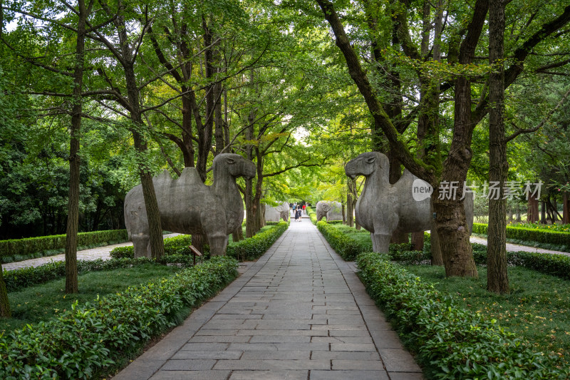 南京钟山明孝陵景区石像路夏季