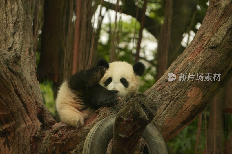 大熊猫幼崽慵懒地趴在树干上休息