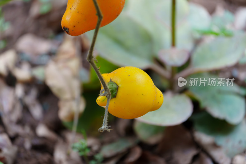 植物上生长的乳茄