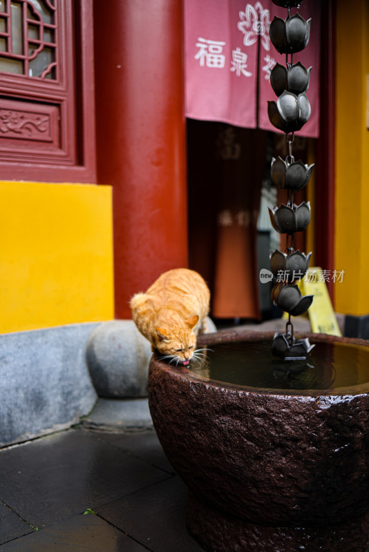 中国杭州永福寺的橘猫正在喝水