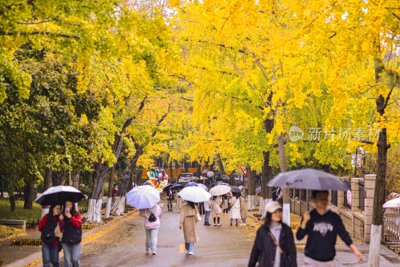 青岛八大关风景区风光