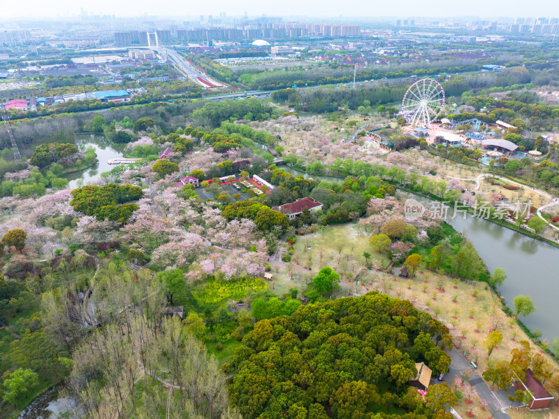 航拍上海宝山顾村公园樱花季樱花