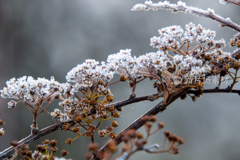 霜雪覆盖的冬日花枝