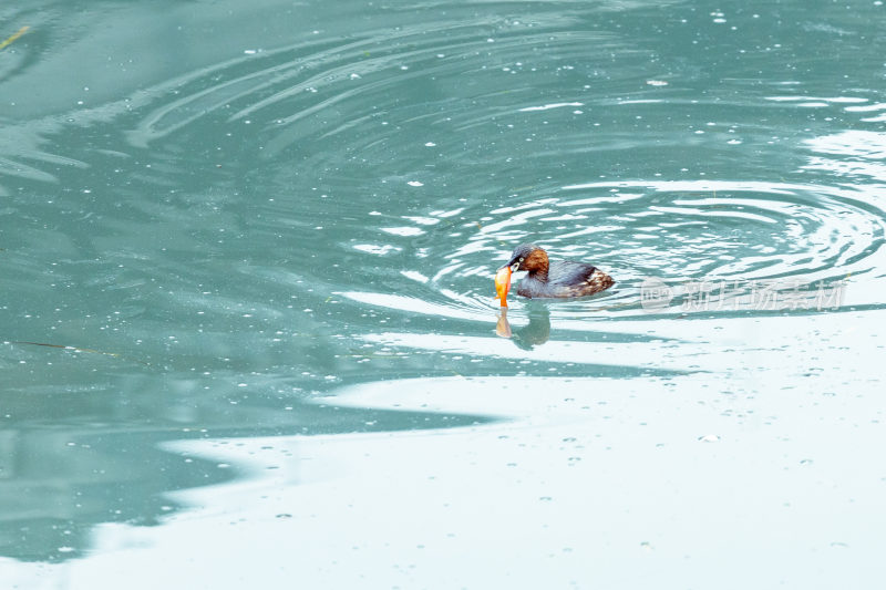 水中的野鸭子