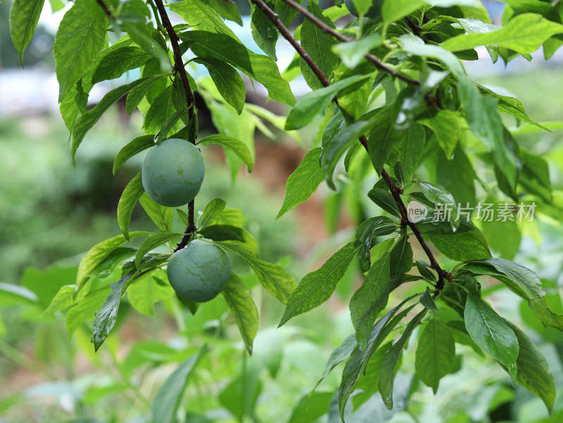 夏天大自然中的绿色果树和果实李子的风景