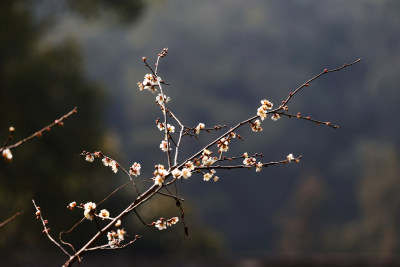 枝头绽放的白色花朵