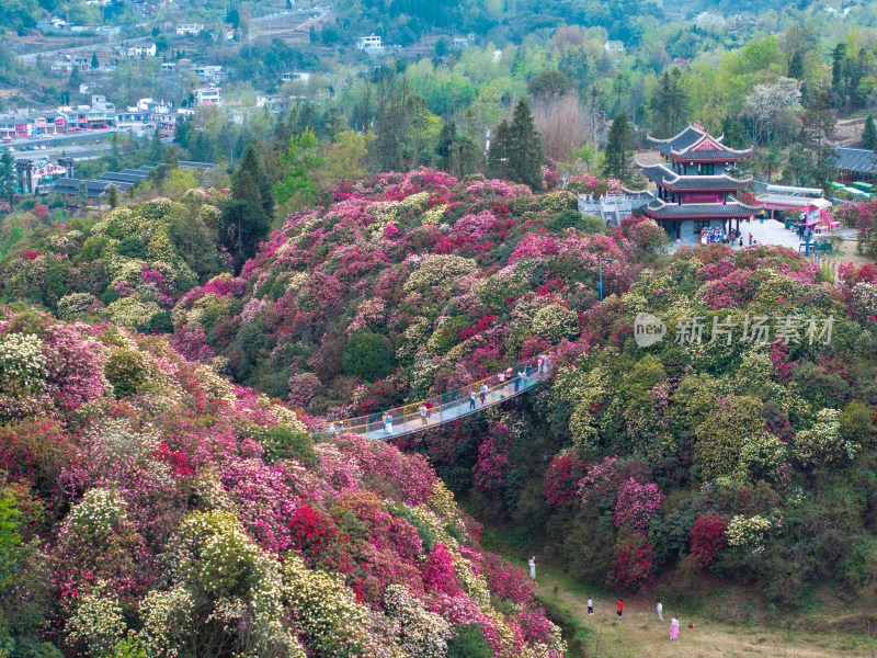 贵州百里杜鹃山间盛开的烂漫杜鹃花