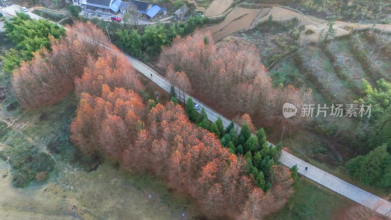 重庆酉阳：天山堡水杉红似火