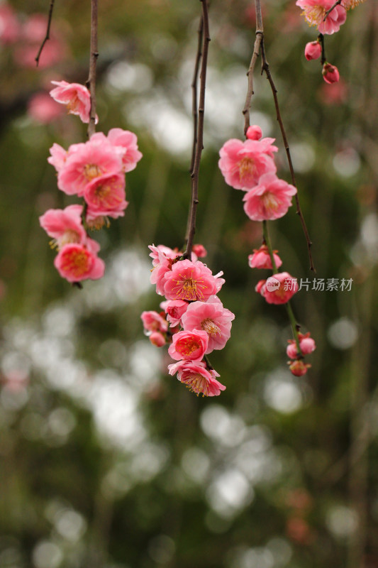 春天粉色的梅花和雨滴