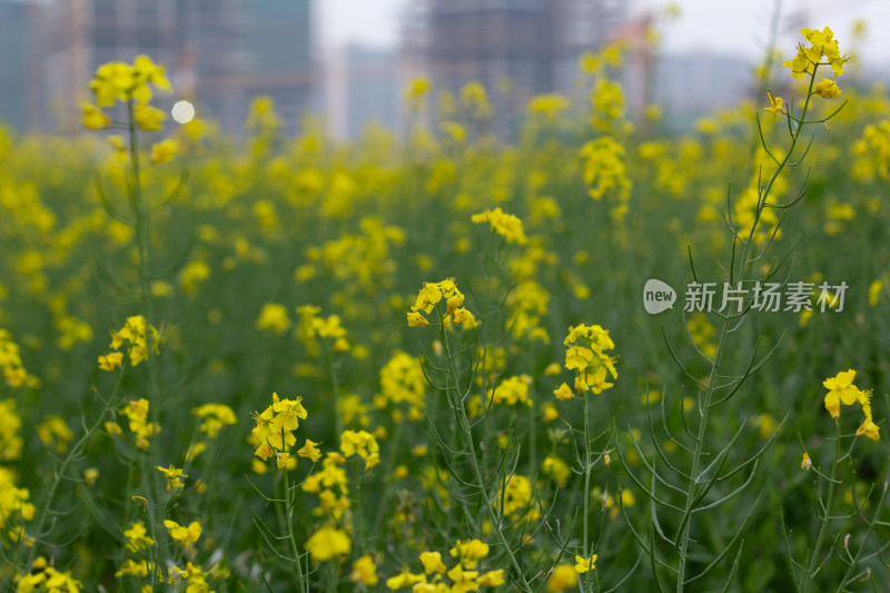 杭州萧山城市旁盛开的油菜花田