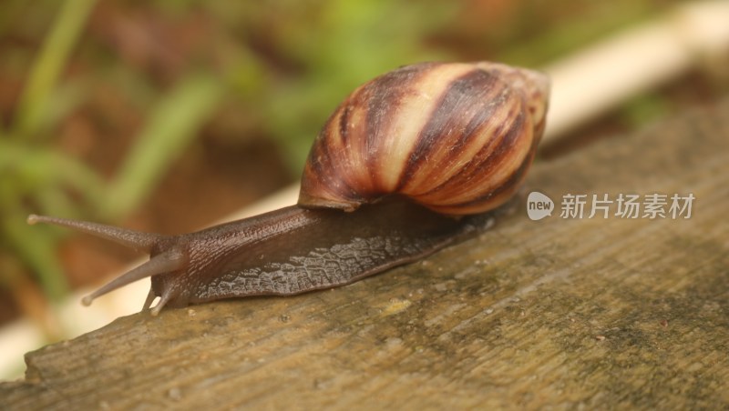 福寿螺 蜗牛 软体动物 近景特写