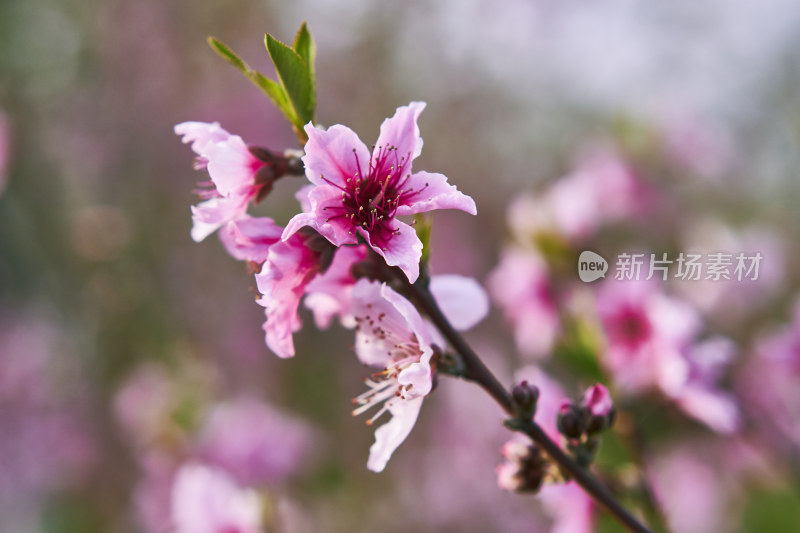 春天的桃花