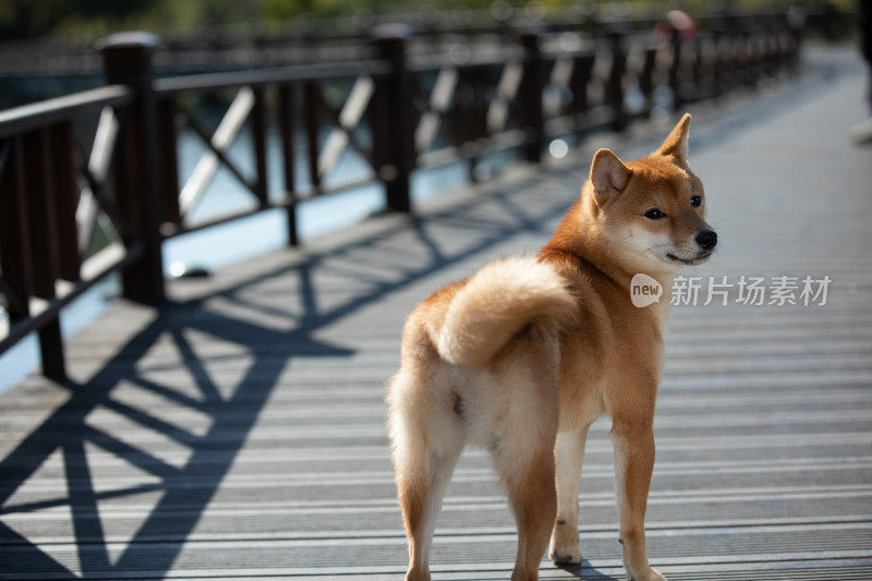 一只在栈道上玩耍的柴犬