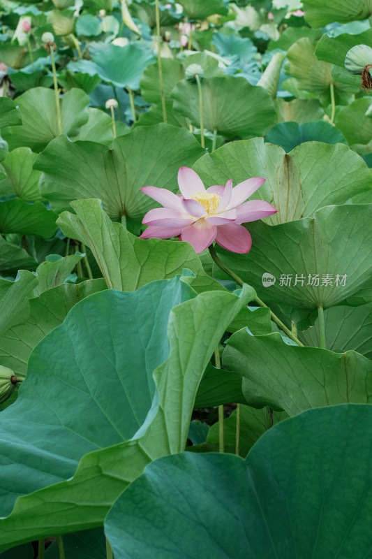 北京圆明园荷花