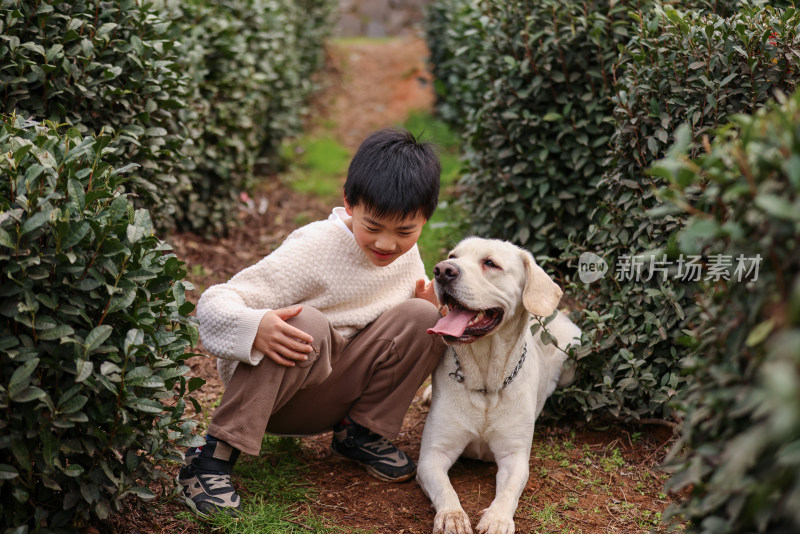 一个中国小男孩和他的宠物拉布拉多犬