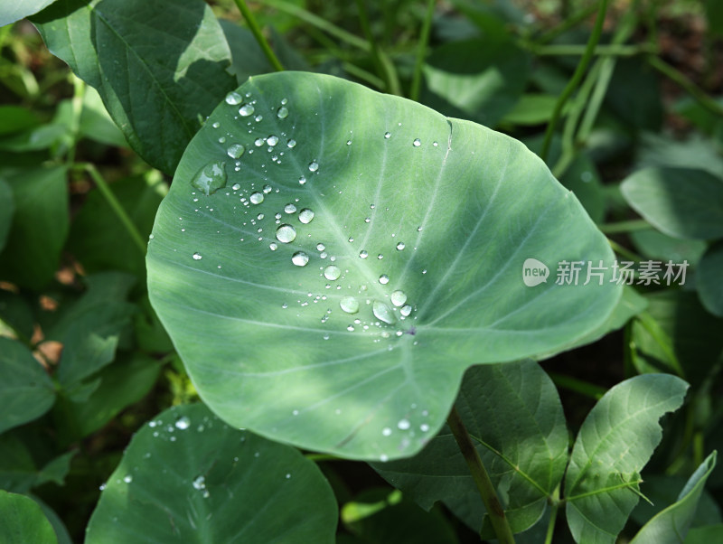 春天绿色的植物叶子树叶和水滴雨滴