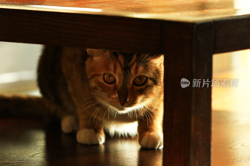 宠物家猫写真实拍图