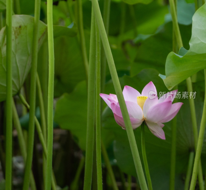 粉色荷花特写镜头