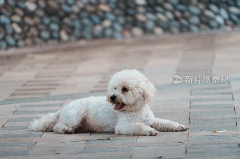 蓬松贵宾犬慵懒瞬间