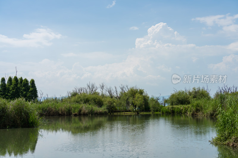 湿地公园水边茂盛树林风景图