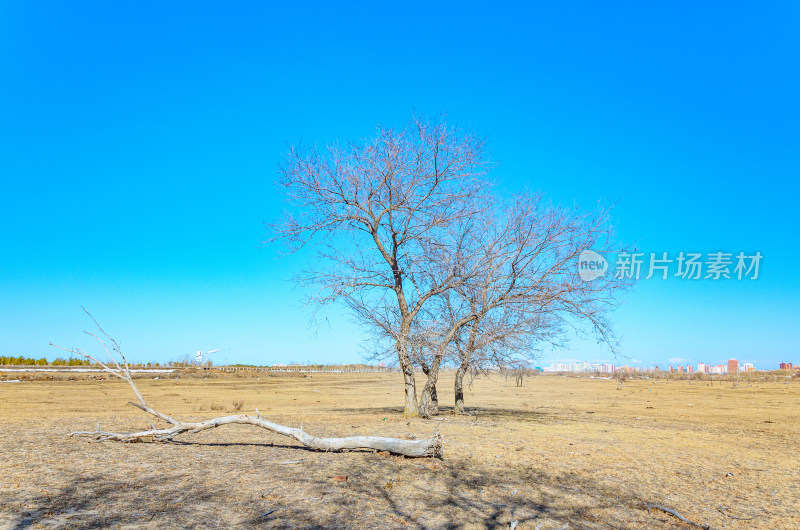 内蒙古呼伦贝尔海拉尔草原秋景与枯树