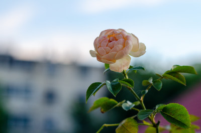 阳台一朵橙色月季花